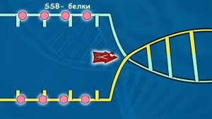 РЕПЛИКАЦИЯ ДНК за 5 минут !