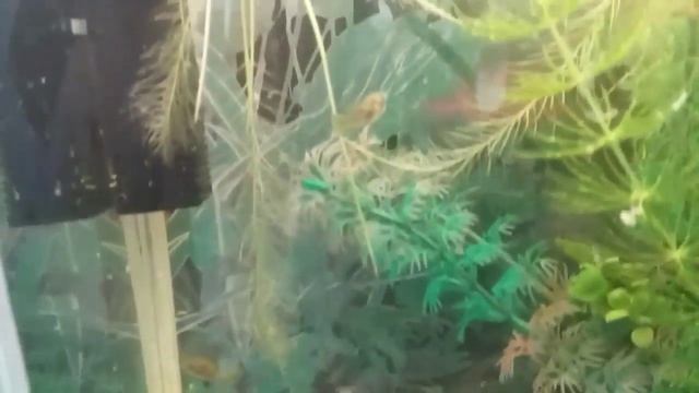 Карликовые тетраодоны, кормление смотреть онлайн