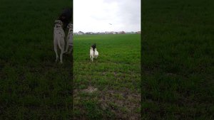 ДАЛМАТИН  +  ДОБЕРМАН  ДРУЖБА НА ВЕКА