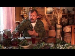 Травовед. Манжетка. Рассказывает Моряков Сергей Викторович