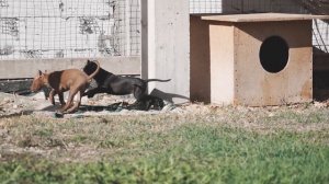 Питбули Муса и Кими не поладили... Щенки питбуля резвятся на солнышке