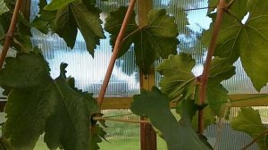 Виноград Атос. Урожай 2021 год.