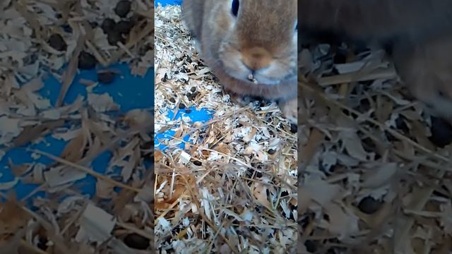 Мой кролик Рыжык смотреть онлайн