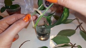 Чем БОЛЬНА ХОЙЯ? Результат УКОРЕНЕНИЯ ХОЙ? Увлеклась МАКРАМЕ? #комнатныецветы #хойя