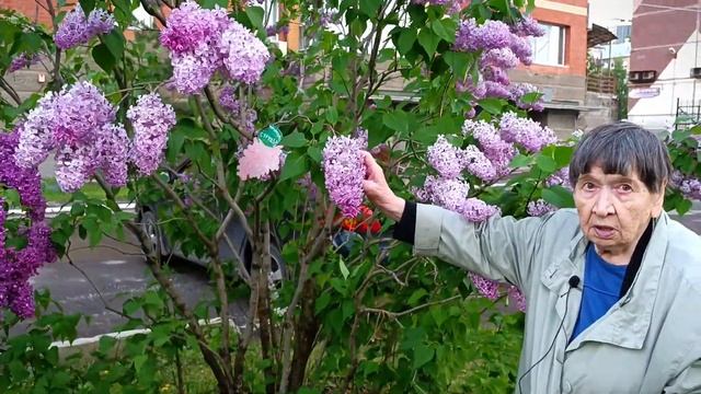 Сирень.  Обрезка, на что обратить внимание