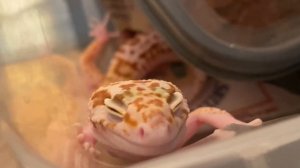 2023 Leopard Gecko Care Guide | Everything you need to know!