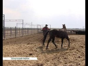 австралийцы на мираторге 22 04 14