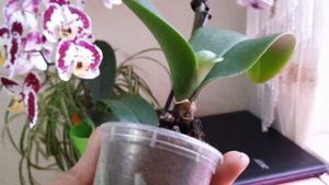 Распаковка посылки, а ТАМ ... Орхидея Виолет Квин Violet Queen красотка нереального цвета!