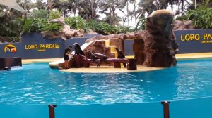 Шоу морских котиков. Seals show. Loro Parque. Tenerife.