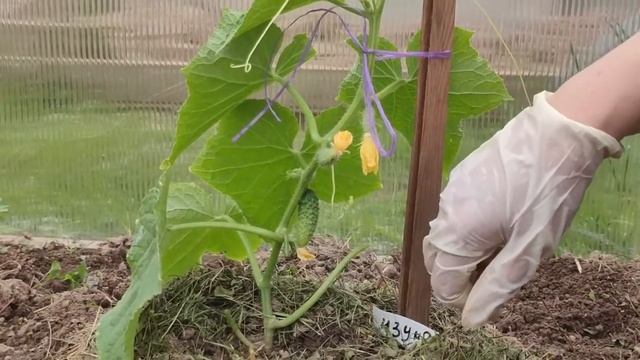 54. НАЧИНАЕМ ФОРМИРОВАТЬ ОГУРЕЦ. Как правильно? смотреть онлайн