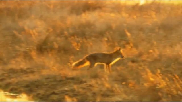 Moby - Love Of Strings 2013 (HD) смотреть онлайн