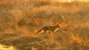 Moby - Love Of Strings 2013 (HD)