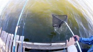 Крупный карась осенью // Ловля карася на кормушки // ЖОР КАРАСЯ В ОКТЯБРЕ