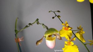 Paphiopedilum and oncidium Timelapse