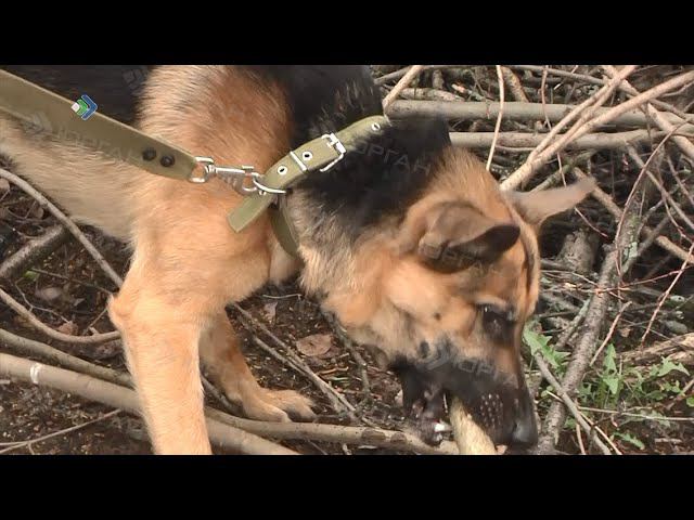 щенок лабрадора. собака болеет за футбол. собака из видео юлика. лабрадор персиковый. щенок для детей.