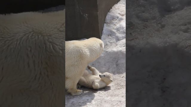 Нежности медведячьи в Новосибирском зоопарке