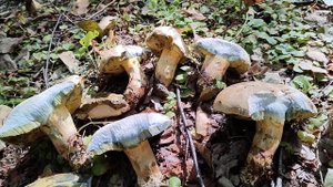 Как отличить полубелый от ложного полубелого. несъедобный боровик коренастый / укореняющийся