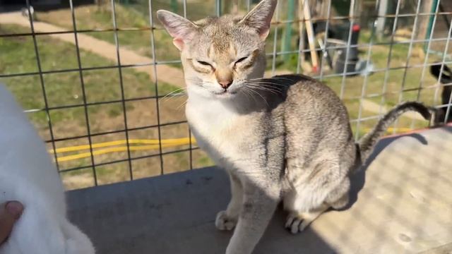 НА КОГО ПОХОЖИ ГИБРИДНЫЕ КОТЯТА? / Рыси выходят на прогулку / Сингапурская кошка гоняет собаку смотреть онлайн