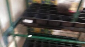 Стеллаж - парник для рассады и комнатных растений