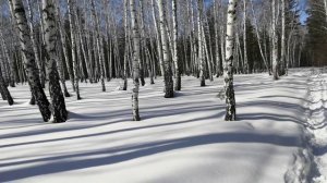 Блаженство - я на лыжне .