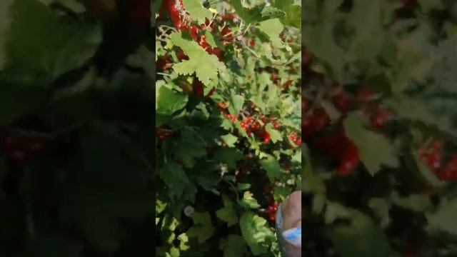 КАК ЛЕГКО СОБИРАТЬ СМОРОДИНУ? смотреть онлайн