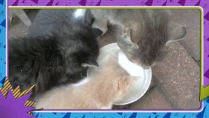 Чем кормить котят