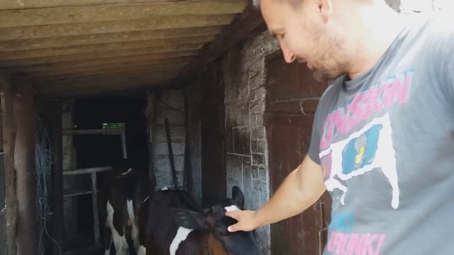 Повторное насиживание индоуткой и квочкой / можно ли подсыпать наседку повторно ? смотреть онлайн