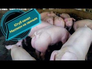 ‼️ОБНОВЛЕНИЕ СВИНАРНИКА ‼️МОЮ, КРАШУ, ШТУКАТУРЮ ‼️ПРОДАЖА ПОРОСЯТ