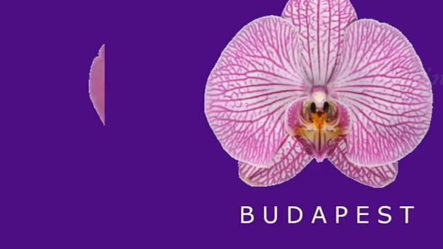 Фаленопсисы. Помощник- определитель сорта орхидей. смотреть онлайн