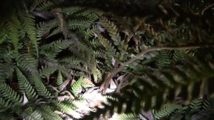 Древовидные папоротники зимой. Укрытие#2. Февраль, 2022