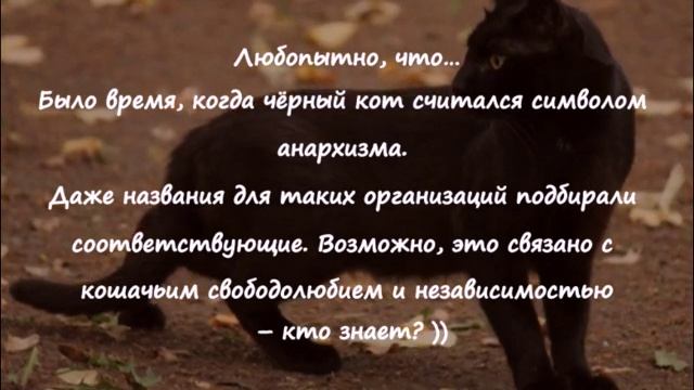 ПОРОДЫ ТАИНСТВЕННЫХ ЧЁРНЫХ КОШЕК Черная кошка- оберег для дома  Black Cat-amulet For Home