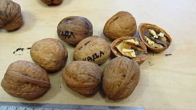 ОРЕХ ГРЕЦКИЙ. Сорт Кадлубицкий.