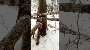 Первый опыт ставлю кулемки на соболя.