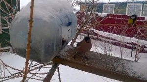 Синички и снегири кормятся у кормушки.  Успокаивает.