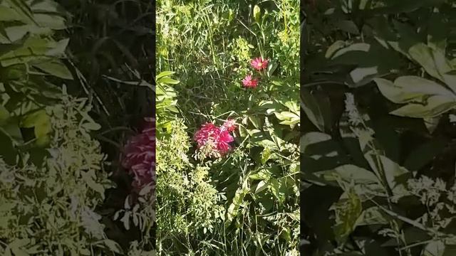 Пион распустил бутон / The peony has opened a bud