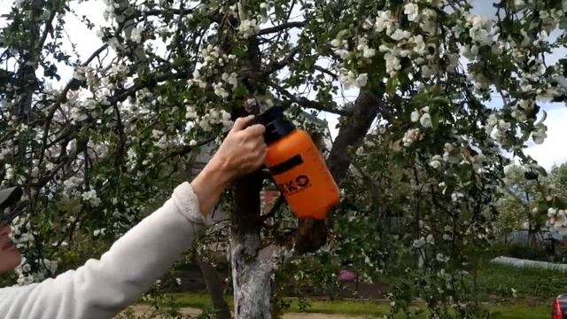 ОТ ЭТОЙ ПОДКОРМКИ ВИШНЮ НЕКУДА БУДЕТ ДЕВАТЬ. ПОДКОРМКА ДЛЯ ВСЕХ ПЛОДОВЫХ ДЕРЕВЬЕВ, ЯБЛОНЬ ИТД