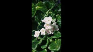 Вредители Сенполии. Как Бороться с Вредителями Сенполии