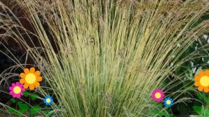 Молиния голубая Вариегата. Краткий обзор, описание характеристик molinia caerulea Variegata