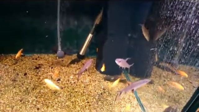 Акулий балу или чернопёрый балантиохейлус Balantiocheilus (Barbus, Puntius) melanopterus смотреть онлайн