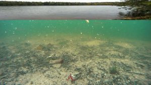 Лещ.Осень.Часть I. Под водой#short#shorts