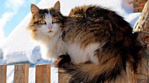 Верхняя Базаиха Красноярский край, Восточная Сибирь | Путешествия