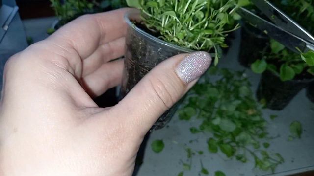 ✂️СТРИЖЕМ ЛОБЕЛИЮ🌺!#лобелия #лобелияизсемян #стрижкалобелии смотреть онлайн