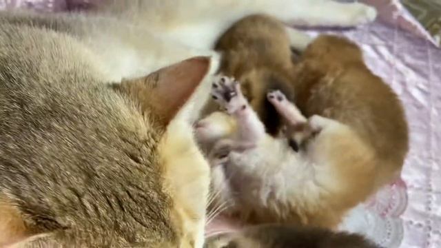 Котята британской золотой шиншиллы.Мамина забота.