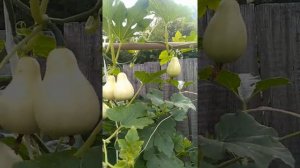 Тыква груша