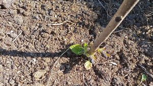 Павлония после Заморозков :-)