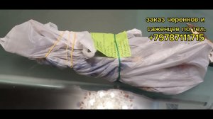 хранение Саженцев и Черенков винограда в зимний период разными способами