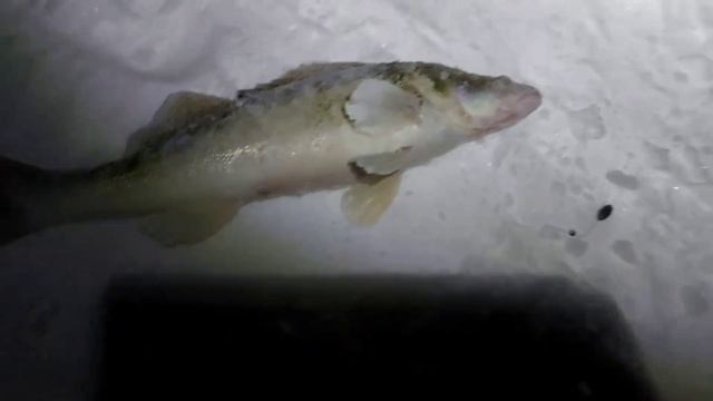 Рыбалка на Судака и Окуня!!! Флажки стреляют один за одним!!! смотреть онлайн