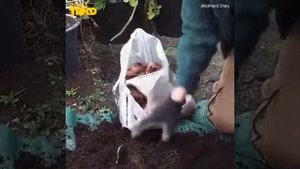 Посадка картофеля в вёдрах, супер урожай