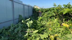 Кошу 3х метровый борщевик. Первый опыт трудный самый. Husqvarna 545RX