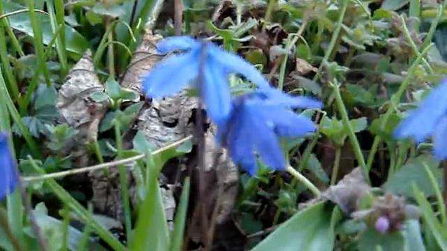 Siberian squill | Пролеска сибирская (Scilla sibirica) смотреть онлайн